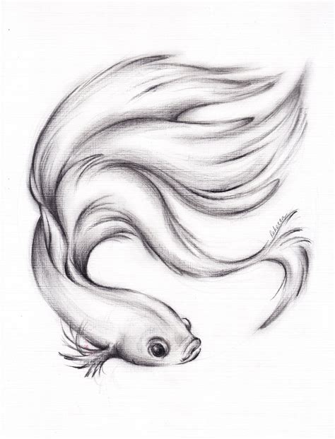 River Belle - Original Charcoal Pencil Drawing of a Siamese/Betta ...