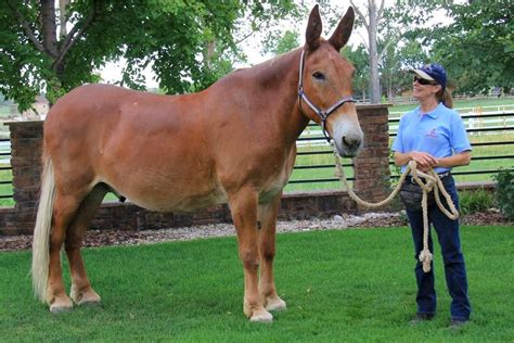 18 hands Belgian Draft Mule Gelding, "Roll." Owned By: Meredith Hodges ...