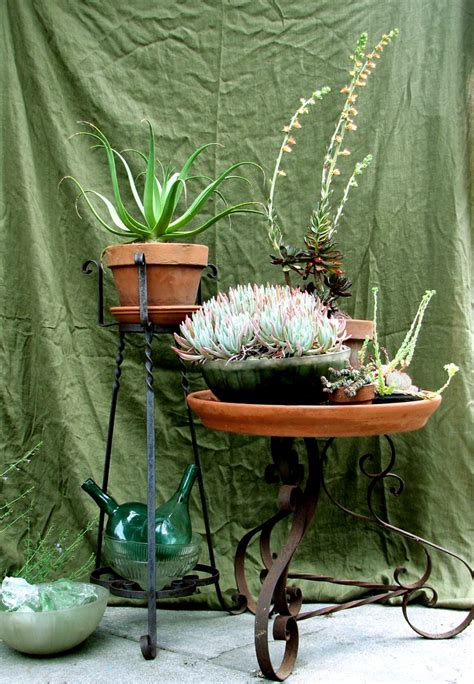 still life in succulents | The continued and relatively prof… | Flickr