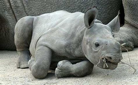 Creature Talk!!: Black Rhino Calf