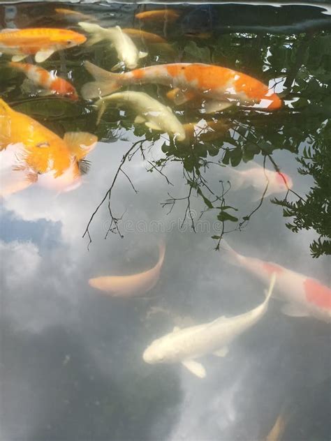 Goldfish Habitat in the Pond during the Day Stock Image - Image of ...