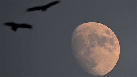 Lunar Eclipse 2023 Live Updates: When and where to watch; timings ...