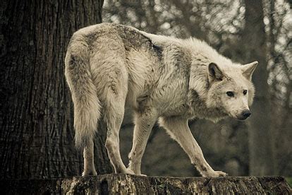 Wolves Of The World - Eastern Timber Wolf - Canis lupus lycaon