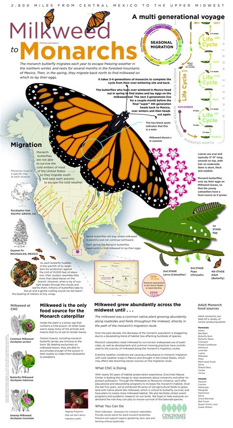 Facts About The Monarch Butterfly Migration In Mexico | blue monarch ...