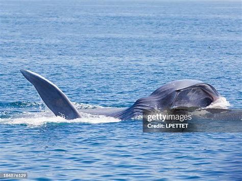 2,369 Blue Whale Stock Photos, High-Res Pictures, and Images - Getty Images