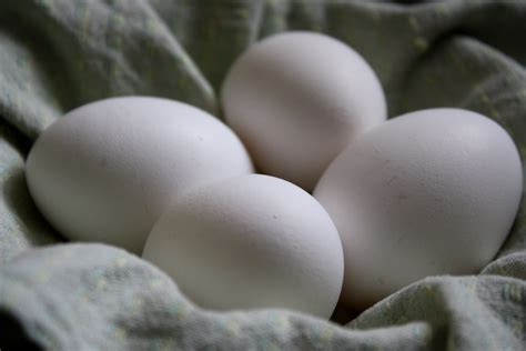 Four White Eggs Picture | Free Photograph | Photos Public Domain