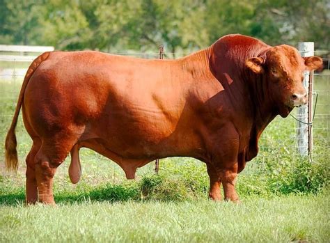 Brangus Cattle Info, Size, Lifespan, Uses, and Pictures