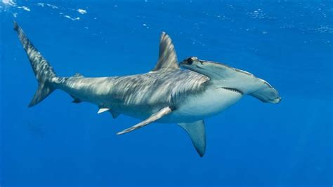 3 Sharks That Need Protection in the Indian Ocean | The Pew Charitable ...