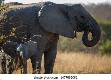 2,482 Elephant Calf Playing Images, Stock Photos & Vectors | Shutterstock