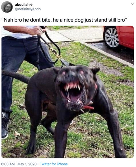 My Dog Don T Bite Meme - appetitestory