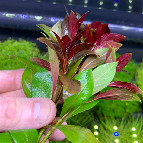 Ludwigia Sp. 'DARK RED' (Ludwigia Repens) – AquaticMotiv