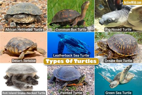 Different Types Of Turtles Names