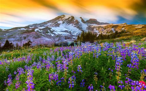 Beautiful Spring Landscape Nature Flowers Mountain Snow Mountain Paradise On Earth Mount Rainier ...