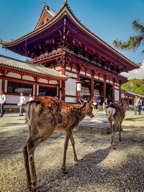 Nara Park in Japan - where the deer run free!! | Nara, Deer park