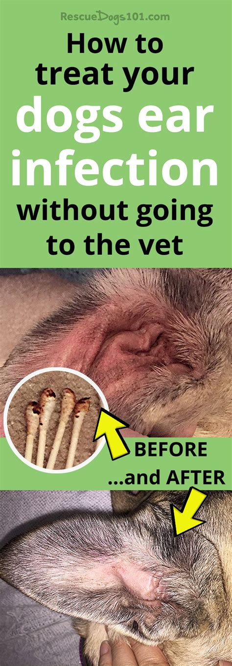 The Secret to Getting Rid of Ear Infections in Your Dog at Home - Rescue Dogs 101
