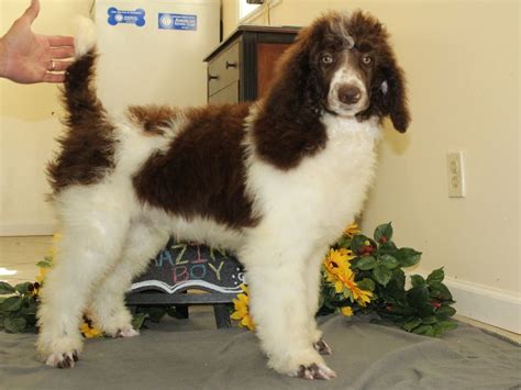 Dutch- Standard Parti Poodle For Sale - Renowned Poodles