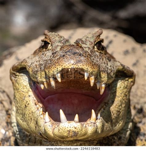 16+ Thousand Crocodile Mouth Open Royalty-Free Images, Stock Photos ...