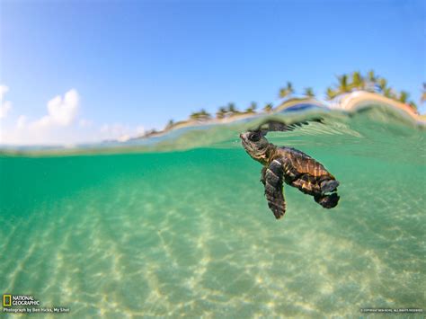 Cute Sea Turtle wallpaper | 1600x1200 | #6480