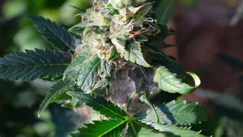 The Main Causes Of Bud Rot When Growing Cannabis | Fast Buds