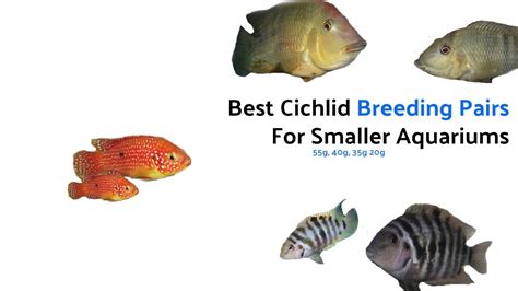 Top Cichlid Breeding Pairs For Smaller Tanks - YouTube