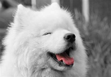 samoyed puppies - Wallpapers Free