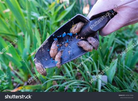 1,621 Slug Control Images, Stock Photos & Vectors | Shutterstock