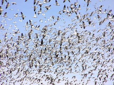 Birding Is Fun!: Snow Geese Migration Patterns - eBird Maps