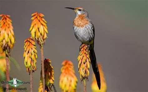 The Endemic Birds of South Africa - Birding Ecotours