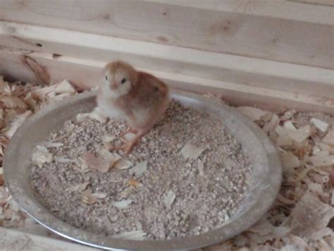 Peekaboo - The Baby Chicks Are Here!