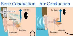 The future of hearing might be in your bones | Biomechanics in the Wild