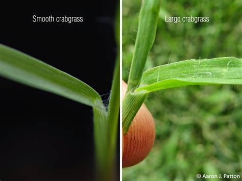 Smooth Crabgrass | Purdue University Turfgrass Science at Purdue University