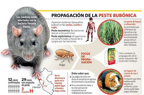 Brote de peste bubónica: ¿qué es "la peste negra" y a qué se debe? : : El Litoral - Noticias ...