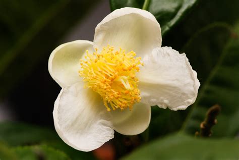 Camellia sinensis « Herbology Manchester