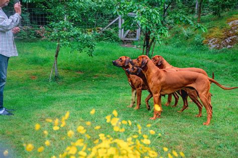 Dog Whistle Training: Learn The Best Way To Recall Your Dog