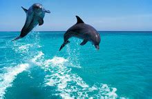 Dolphin, Tursiops Truncatus Free Stock Photo - Public Domain Pictures