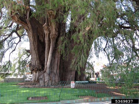 Montezuma baldcypress (Taxodium mucronatum)