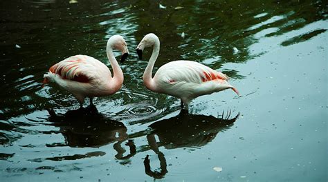 Phoenix Zoo | Visit Arizona