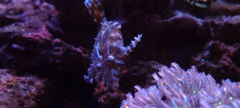 Filefish Lovers Thread | REEF2REEF Saltwater and Reef Aquarium Forum