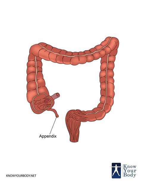 Appendix - Location, Function, Anatomy and FAQs