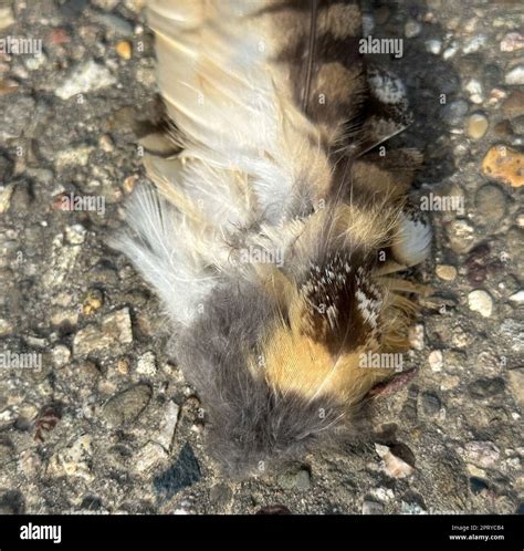 Dead bird feathers on the ground Stock Photo - Alamy