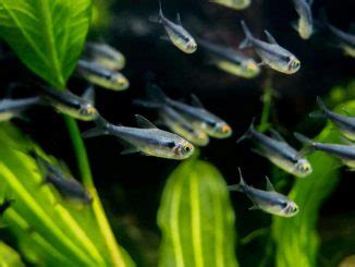 Black Neon Tetra Care & Species Guide | Fishkeeping World