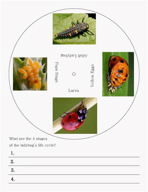 A Bunch of Bishops: Ladybug Life Cycle Wheel {Free Printable} | Ladybug ...