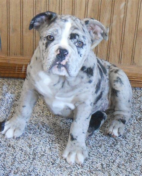 English Bulldogge Info, Temperament, Puppies, Pictures