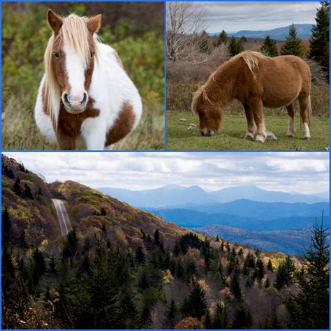 FOTO FRIDAY... Wild Ponies of Grayson Highlands