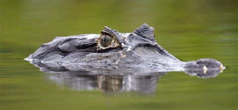 Caiman in the Water.the Yacare Caiman Caiman Yacare, Also Known ...