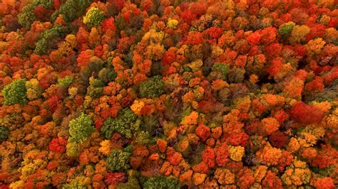 Why Does Fall Foliage Turn So Red and Fiery? It Depends. - The New York Times