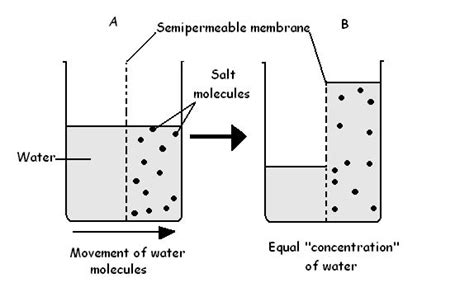 Osmosis (Passive Transport) — Definition & Importance - Expii