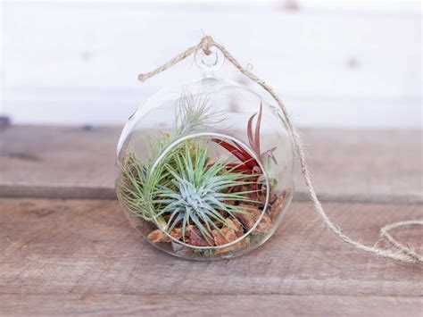 Rustic Terrarium with Tillandsia Air Plants – Air Plant Design Studio