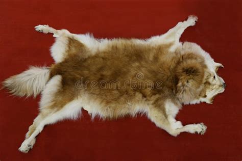 Wolf fur stock image. Image of hair, creature, background - 69708053