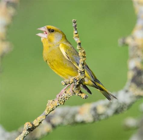 Weniger Vogelarten in Wäldern - WELT